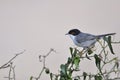 Sardinian Warbler Royalty Free Stock Photo