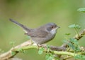 Sardinian warbler Sylvia melanocephala female