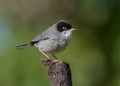 Sardinian Warbler Royalty Free Stock Photo