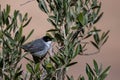 Sardinian warbler Curruca melanocephala, Jordan Royalty Free Stock Photo