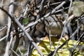 Sardinian warbler Curruca melanocephala, Jordan Royalty Free Stock Photo