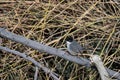 Sardinian warbler Curruca melanocephala, Jordan Royalty Free Stock Photo