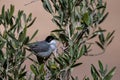 Sardinian warbler Curruca melanocephala, Jordan Royalty Free Stock Photo