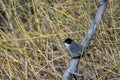 Sardinian warbler Curruca melanocephala, Jordan Royalty Free Stock Photo