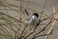 Sardinian warbler Curruca melanocephala, Jordan Royalty Free Stock Photo