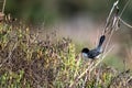 Sardinian warbler, Curruca melanocephala, Morocco Royalty Free Stock Photo