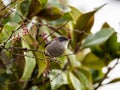 Sardinian warbler (Sylvia melanocephala) perched on a branch with blurred background Royalty Free Stock Photo