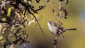 Sardinian Warbler Royalty Free Stock Photo
