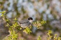 Sardinian Warbler Sylvia melanocephala perched on a branch Royalty Free Stock Photo