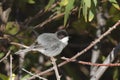 Sardinian Warbler Royalty Free Stock Photo