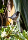 Sardinian Warbler (Sylvia melanocephala) - Commonly Found in the Mediterranean Region Royalty Free Stock Photo