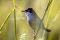 Sardinian warbler perched on grass stem and looking to side Royalty Free Stock Photo