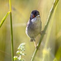 Sardinian warbler perched on grass stem Royalty Free Stock Photo