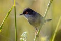 Sardinian warbler with red eye perched on grass stem Royalty Free Stock Photo