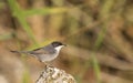 Sardinian Warbler on A Rock Royalty Free Stock Photo