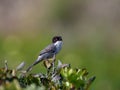 Sardinian warbler singing