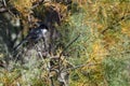 The Sardinian Warbler Sylvia melanocephala Royalty Free Stock Photo