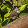 Sardinian Warbler Sylvia melanocephala Costa Ballena Cadiz Royalty Free Stock Photo