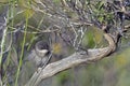Sardinian warbler, Crete Royalty Free Stock Photo