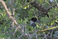 Sardinian warbler, Crete Royalty Free Stock Photo