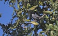 Sardinian warbler, Crete Royalty Free Stock Photo