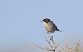 Sardinian Warbler, Crete Royalty Free Stock Photo