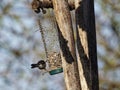 Sardinian warbler, Sylvia melanocephala, single male on a branch in bush Royalty Free Stock Photo