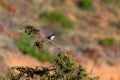 Sardinian warbler Sylvia melanocephala