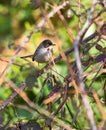Sardinian Warbler in the thicket