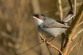 Sardinian Warbler & x28;Sylvia melanocephala& x29; Royalty Free Stock Photo