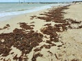 Sargassum on the beach a environmental problem in Mexico, a kind of algae epidemic out of control that kills turtles and fish Royalty Free Stock Photo