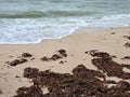 Sargassum on the beach a environmental problem in Mexico, a kind of algae epidemic out of control that kills turtles and fish Royalty Free Stock Photo