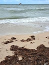 Sargassum on the beach a environmental problem in Mexico, a kind of algae epidemic out of control that kills turtles and fish Royalty Free Stock Photo