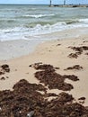 Sargassum on the beach a environmental problem in Mexico, a kind of algae epidemic out of control that kills turtles and fish Royalty Free Stock Photo