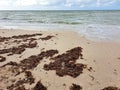 Sargassum on the beach a environmental problem in Mexico, a kind of algae epidemic out of control that kills turtles and fish Royalty Free Stock Photo