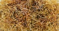 Sargassum Seaweed Royalty Free Stock Photo