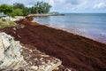Sargassum Seaweed on Barbados Atlantic Coast beach