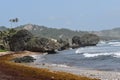 Sargassum Seaweed on Bathsheba Bay, Barbados