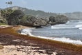 Sargassum Seaweed on Bathsheba Bay, Barbados