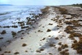 Sargassum Seaweed on the beach Royalty Free Stock Photo