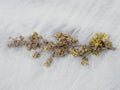 Sargassum Seaweed Closeup on White Sand Royalty Free Stock Photo