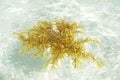 Sargassum seaweed floating in shallow sea Royalty Free Stock Photo