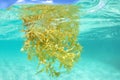 Sargassum seaweed floating underwater in sea Royalty Free Stock Photo