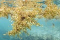 Sargassum seaweed floating underwater Royalty Free Stock Photo