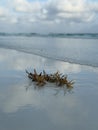Sargassum seaweed with ocean background Royalty Free Stock Photo