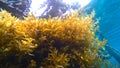 Sargassum seaweed, Raja Ampat, West Papua, Indonesia. Asia Royalty Free Stock Photo