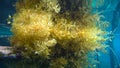 Sargassum seaweed, Raja Ampat, West Papua, Indonesia. Asia Royalty Free Stock Photo