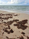 Sargassum on the beach a environmental problem in Mexico, a kind of algae epidemic out of control that kills turtles and fish Royalty Free Stock Photo