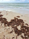 Sargassum on the beach a environmental problem in Mexico, a kind of algae epidemic out of control that kills turtles and fish Royalty Free Stock Photo