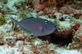 Sargassum Triggerfish - Cozumel Royalty Free Stock Photo